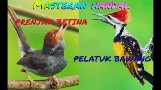 masteran handal prenjak betina vs pelatuk bawang