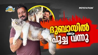 ദുബായിൽ നിന്നും പൂച്ച എത്തി... കേരളത്തിൽ സെറ്റാവില്ലേ?? Cat arrived from Dubai ❤️