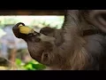 Our baby two-toed sloth wants to play