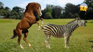 quando o cavalo cruza com a zebra o que acontece