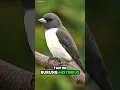 Download Lagu Asal Usul Burung Kekep Babi yang Misterius! #faktaunik #shortvideo #beritaterkini #viralvideo #fyp