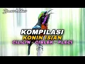 Download Lagu KOMPILASI SUARA BURUNG KONIN GACOR ISIAN CILILIN - CIBLEK - PLECI COCOK BUAT MASTERAN SEGALA BURUNG