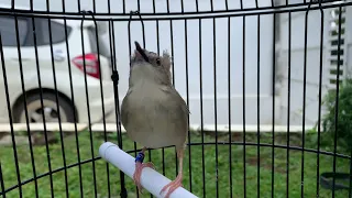 ciblek gunung gacor isian cililin kenari