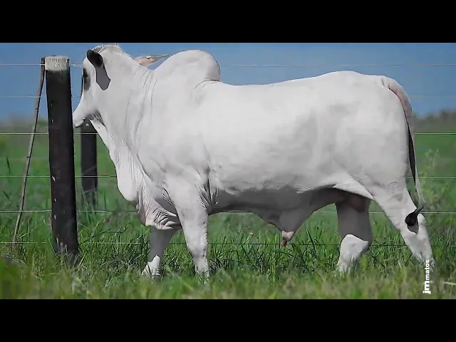 Novilha Nelore GLMP - 1777