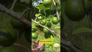 如何讓檸檬樹結實纍纍 