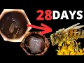 Incredible EGG to BEE Transformation Time-Lapse