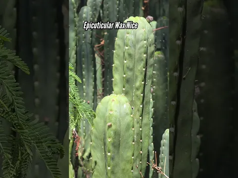 The Bolivian Trichocereus Dungeon