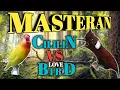Download Lagu MASTERAN MEWAH KOMBINASI CILILIN VS LOVE BIRD TERBAIK