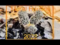Early Season Morel Mushroom Hunting Illinois 2022