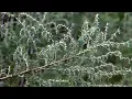 What s driving the high pollen count in Oklahoma