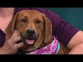 Clear the Shelters Adoptable pets looking for their fur-ever home