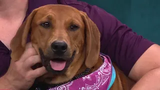 Clear the Shelters Adoptable pets looking for their fur-ever home