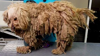Download YOU WON'T BELIEVE how this DOG looks AFTER shaving all this matted fur (She was found on the street) MP3