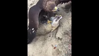 هل النسر يستطيع التغلب على الذئب شاهد الفيديو 