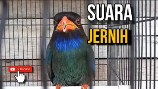 masteran cendet terbaru akan tetap viral tengkek buto suara jernih 