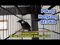 Download Lagu Poksay hongkong Betina gacor,, penggacor jantan #poksayhongkong #poksayhongkongbetina