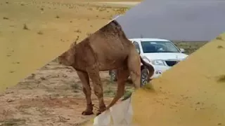 مازلنا ناس ابوادي يناشد عنا وعن هلنا دندنها