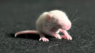 Capital Cities - I Sold My Bed, But Not My Stereo