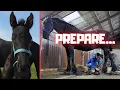 Download Lagu I have to prepare her for tomorrow! An important day... | Friesian Horses