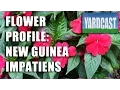 Flower Profile - New Guinea Impatiens