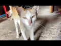 Download Lagu Cat