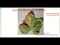 Python Code on Grape Leaf Disease Detection Using Neural Network CNN Image Processing Project Code