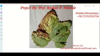 Python Code on Grape Leaf Disease Detection Using Neural Network CNN Image Processing Project Code