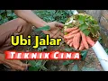 Waow!! Cara Menanam Ubi Jalar Teknik Dari Cina