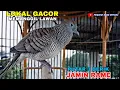 Download Lagu PERKUTUT LOKAL ALAM MEMANGGIL LAWAN AMPUH UNTUK PIKAT