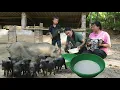 Download Lagu Self-grinding process of beans to produce fresh milk using stone crusher for piglets, farm life