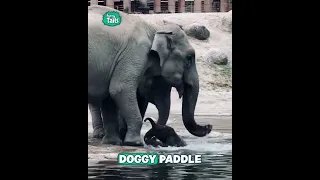 I wasn't sure how the baby elephant would be rescued 😳🐘 #elephants #animals #caughtoncamera