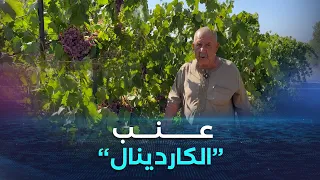 بومرداس    الكاردينال  أجود أنواع العنب طعم مميز ويدوم حفظه طويلا بعد الجني دندنها