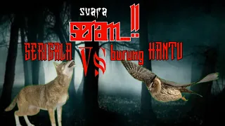 Download SERIGALA DAN BURUNG HANTU BERSAHUTAN PALING MENYERAMKAN ❗ MP3