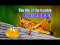 The life cycle of a Grasshopper