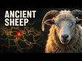 The Origins of Sheep Were Never What We Thought Ancient DNA Finally Revealed The Truth