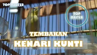 Download MASTERAN PLECI : TEMBAKAN KENARI KUNTI MP3