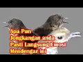 Download Lagu Apapun jongkangan anda pasti akan emosi dan ikutan gacor ketika mendengar ini