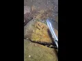 Download Lagu LIVE🔴-I catching seafood on the seafloor. Look what I caught.-Z916-4#fishing #ocean #deepsea #beach