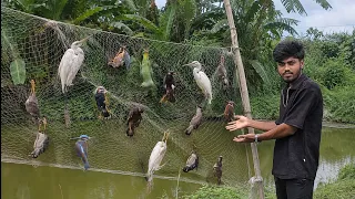 😱 জালে আটকা পড়ল এত পাখি! এটা কি বন্ধ হওয়া উচিত?