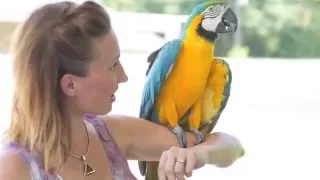 A Parrot for Aubrey | SMLS The Beginning