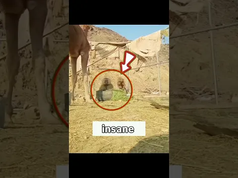 When Monkeys Stole the Camel's Lunch! 🐪🐒 | The Ultimate Desert Heist #Shorts #ViralAnimals #usa