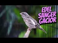Download Lagu MASTERAN SANGER GACOR DURASI PANJANG bikin KENARI PAUD RAJIN BUNYI CENGKOK MEWAH