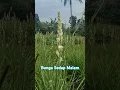 Download Lagu Bunga Sedap Malam #bunga #bungasedapmalam #pengantin #dekorasi #bungapengantin