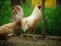 Pure Pumpkin hulsey Gamefowl