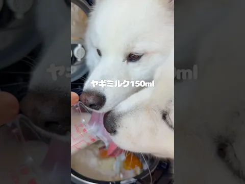 1歳の誕生日にさつまいもケーキつくったら爆食してくれました!
