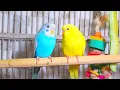 Download Lagu Cute Pet Budgies Chirping, 3.5 Hr Nature Parakeets Bird Sound to Reduce Stress
