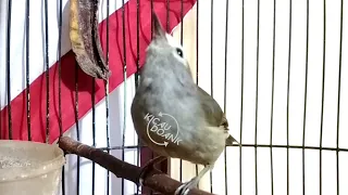 pancingan ngriwik untuk burung opior jawa bahan