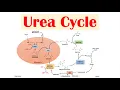 Urea Cycle Purpose Enzymes Regulation