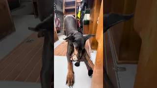 Violet and her “ baby “ lol . #fyp #sailing #dream #doberman #pets