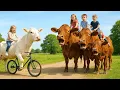 Download Lagu Menggembalakan Sapi Jinak Setiap Sore - Sapi Menari, Suara Sapi, Sapi, Sapi Lucu, Sapi Makan Rumput